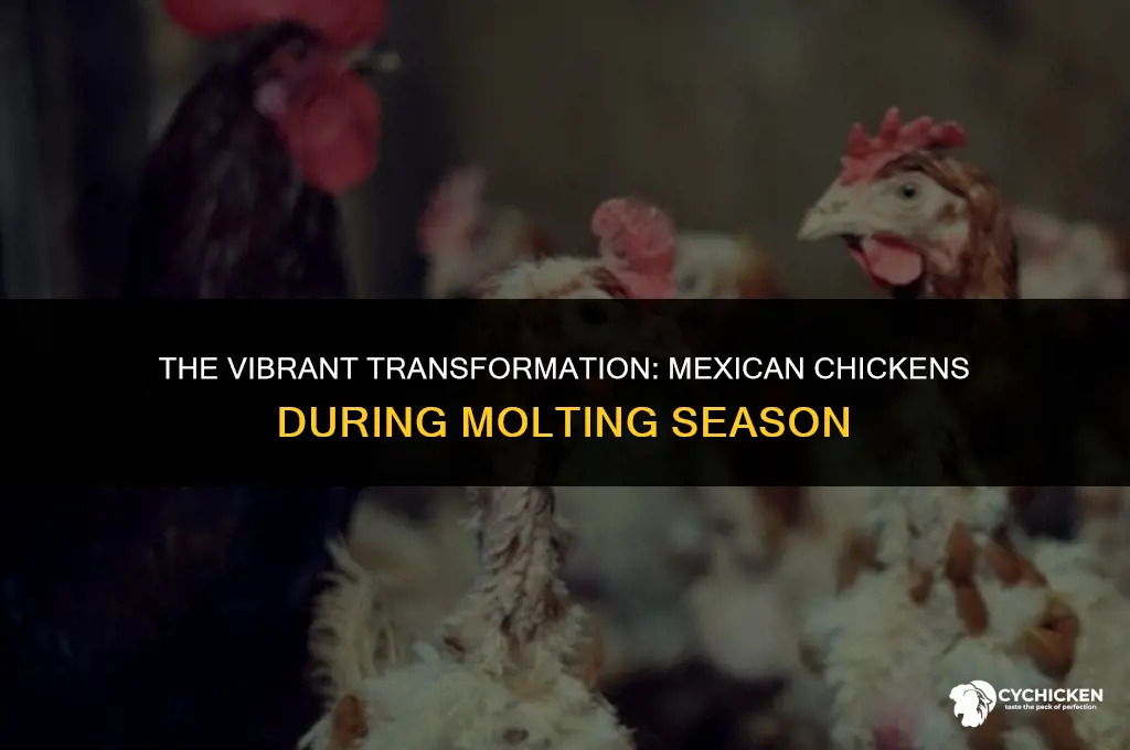 what does a mexican chicken look like when molting