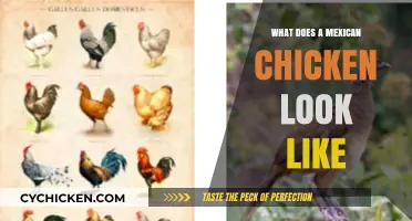 Exploring the Unique Appearance of Mexican Chickens: A Visual Guide