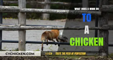Minks vs. Chickens: Understanding the Predatory Behavior and Impact