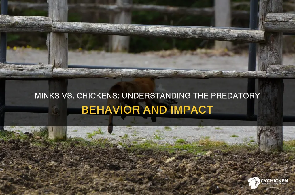 what does a mink do to a chicken