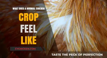 Exploring the Texture and Feel of a Healthy Chicken's Crop
