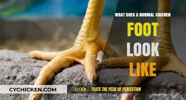 Exploring the Anatomy of a Healthy Chicken Foot