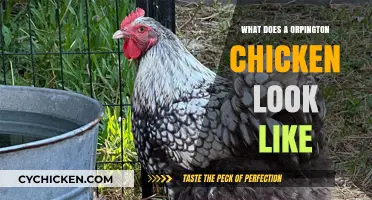 Discover the Unique Appearance of Orpington Chickens: A Visual Guide