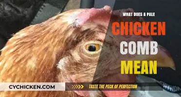 Pale Chicken Comb: Causes, Concerns, and Care Tips for Poultry Keepers