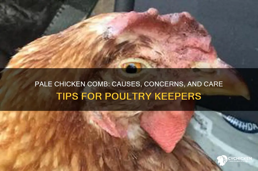 what does a pale chicken comb mean