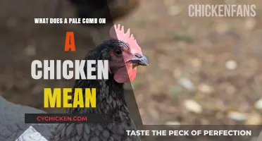 Comb Color in Chickens: What Does Pale Mean?