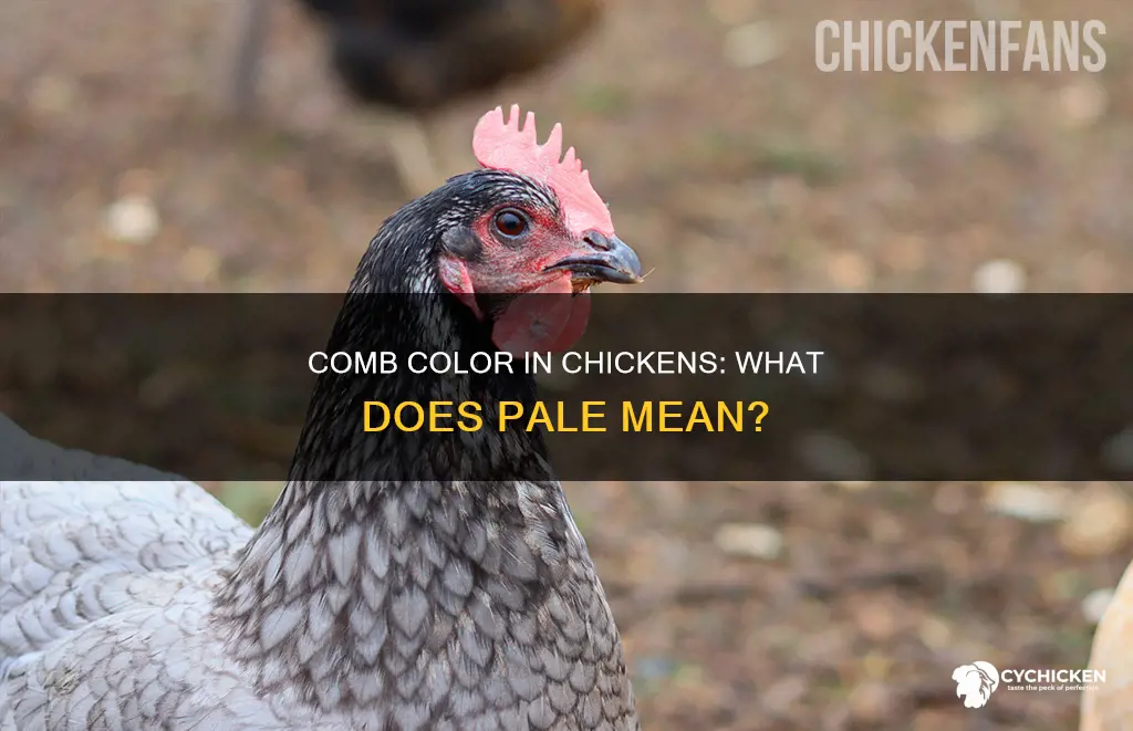 what does a pale comb on a chicken mean