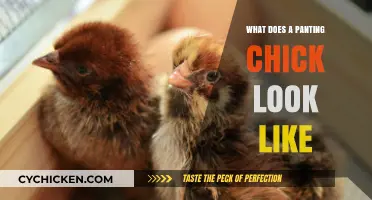 Decoding the Signs: What Does a Panting Chick Look Like?