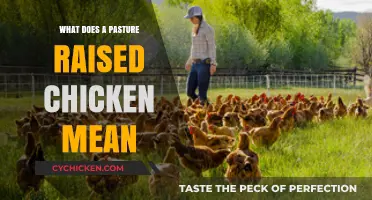Understanding Pasture-Raised Chickens: Benefits, Practices, and Ethical Considerations
