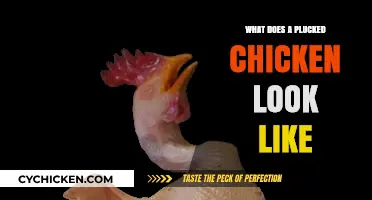 Unveiling the Truth: What Does a Plucked Chicken Really Look Like?
