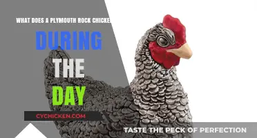 Daily Life of a Plymouth Rock Chicken