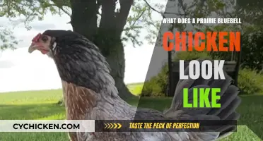 Discover the Unique Appearance of Prairie Bluebell Chickens