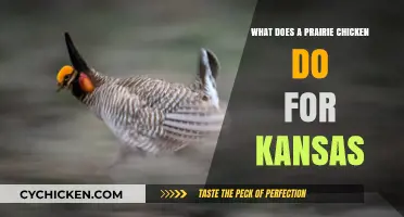 Prairie Chickens: Kansas' Vital Role in Ecology and Economy