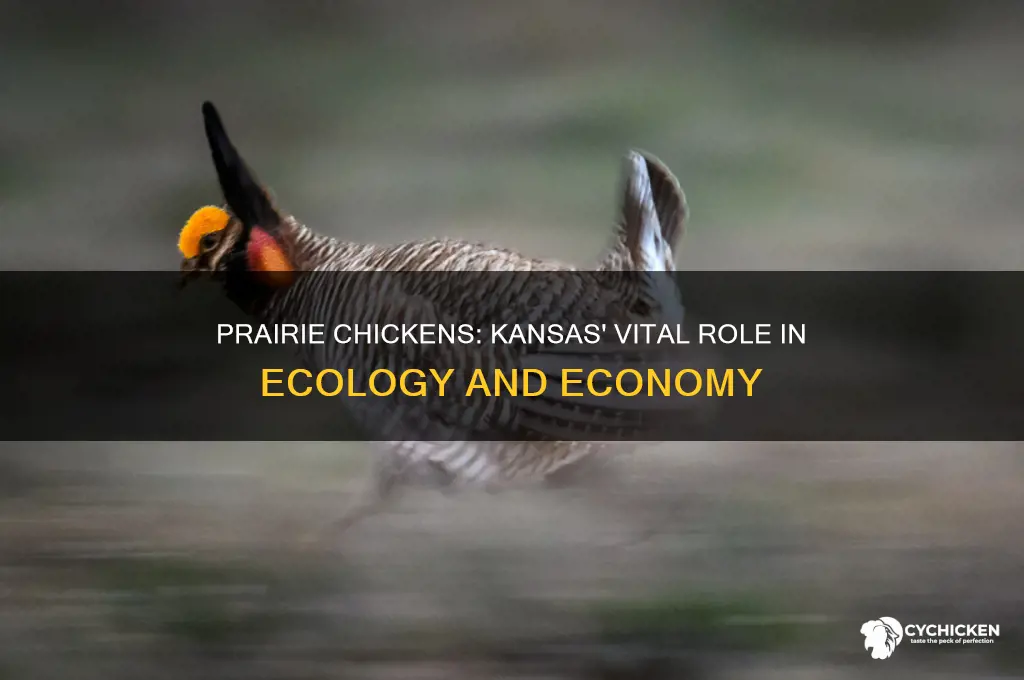 what does a prairie chicken do for kansas