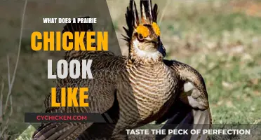 Exploring the Unique Appearance of Prairie Chickens: A Visual Guide