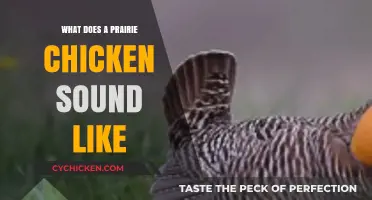 Echoes of the Prairie: Unveiling the Unique Call of the Prairie Chicken