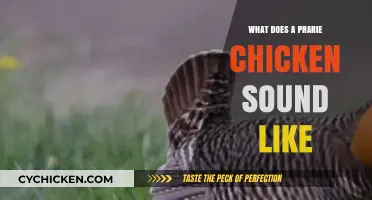 Echoes of the Prairie: Unveiling the Unique Call of the Prairie Chicken