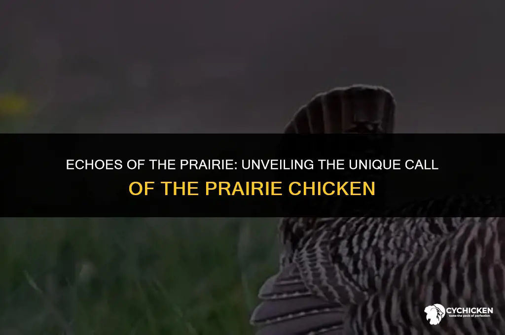 what does a prarie chicken sound like