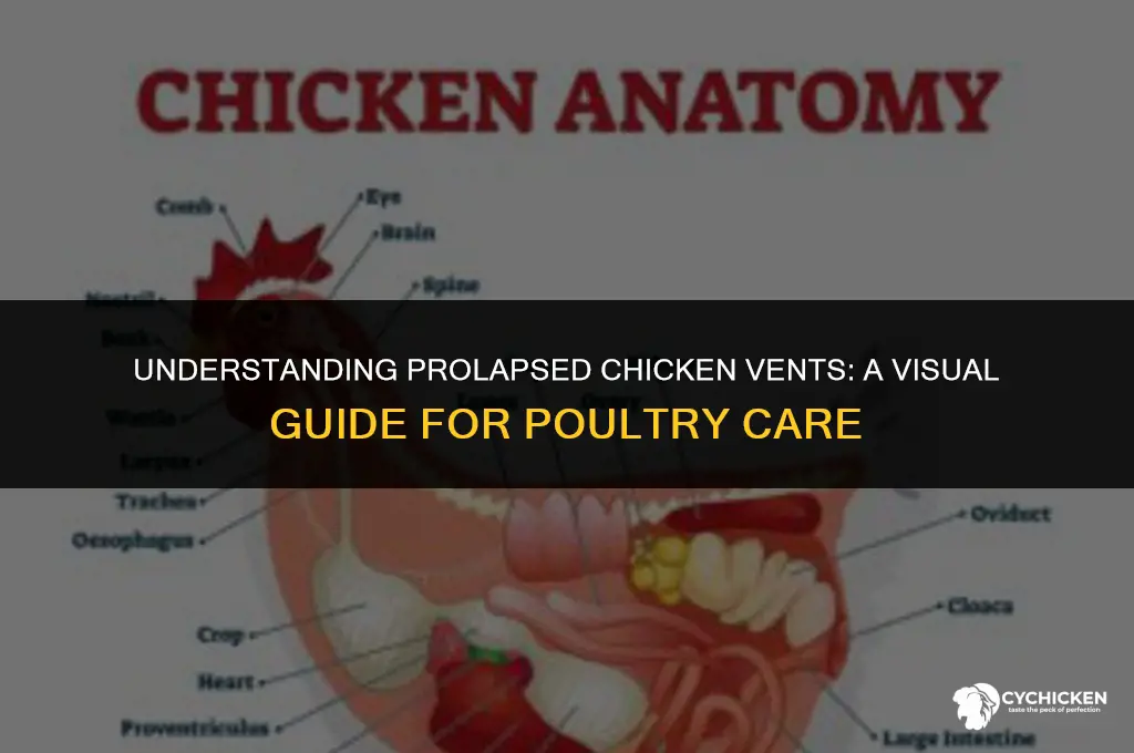what does a prolapsed chicken vent look like