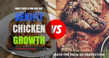 Protein-Rich Diets: Boosting Chicken Growth and Farm Productivity