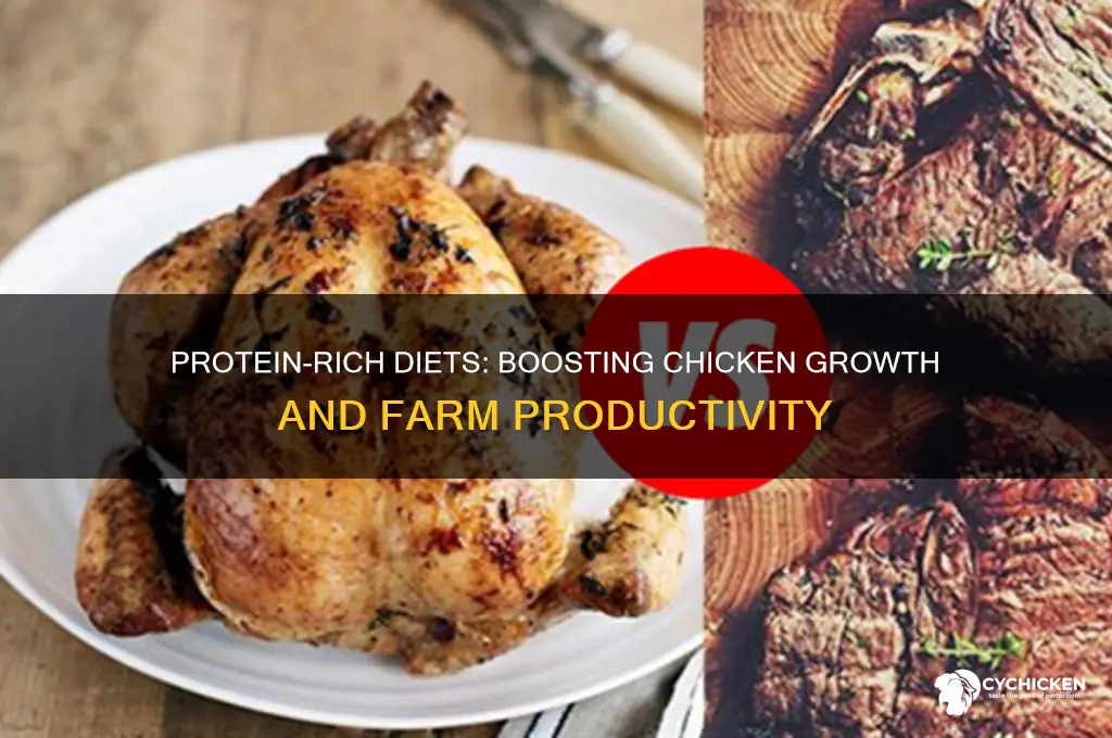 what does a protien diet benifit chicken growth