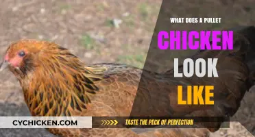 Exploring the Appearance of Pullet Chickens: A Visual Guide