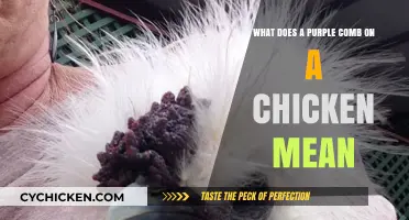 Why Do Chickens Have Purple Combs?