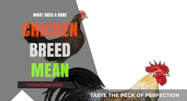 Understanding Rare Chicken Breeds: Definition, Significance, and Conservation Efforts
