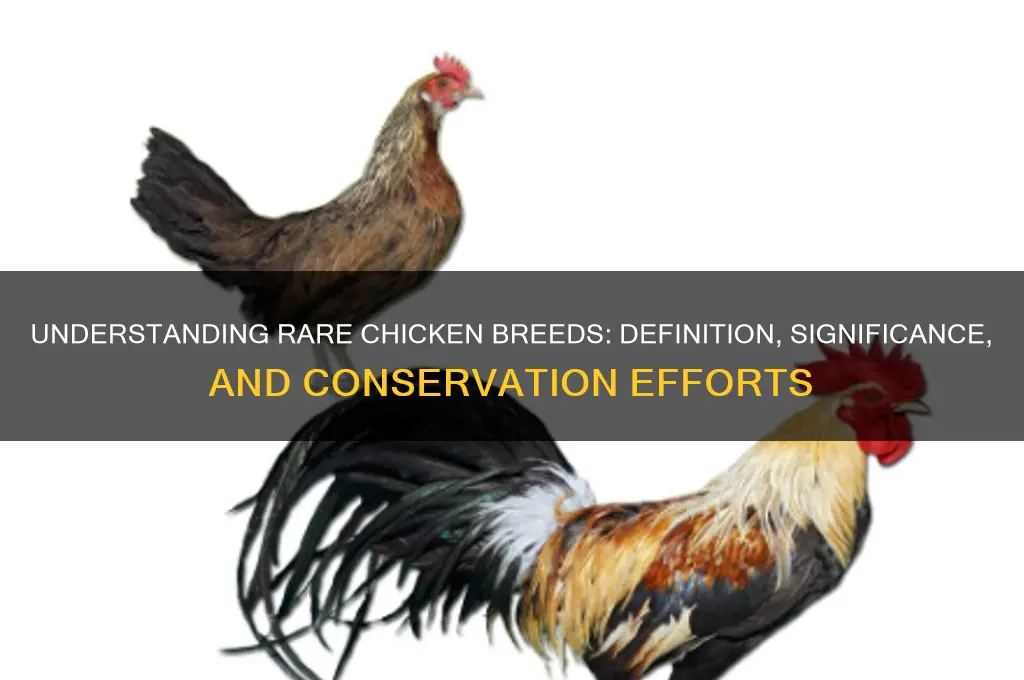 what does a rare chicken breed mean