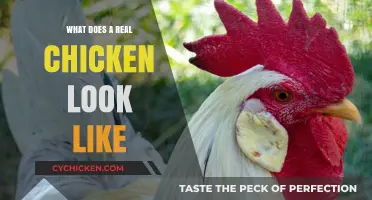 Unveiling the Truth: What Does a Real Chicken Look Like?