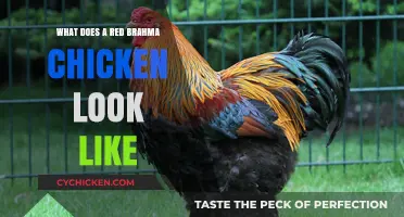 Exploring the Stunning Appearance of Red Brahma Chickens