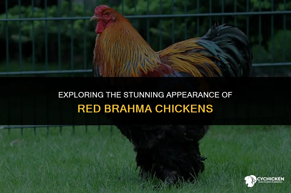 what does a red brahma chicken look like