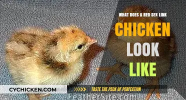 Exploring the Unique Appearance of Red Sex Link Chickens