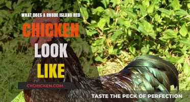 Discover the Distinct Features of Rhode Island Red Chickens