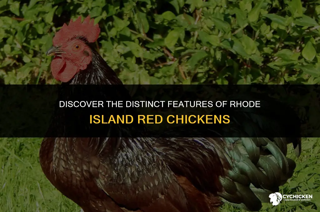 what does a rhode island red chicken look like