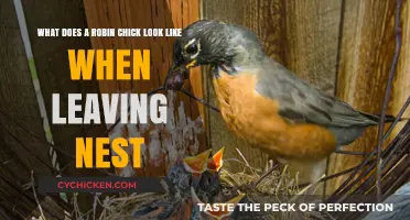 First Flights: A Peek at Robin Chicks Leaving the Nest