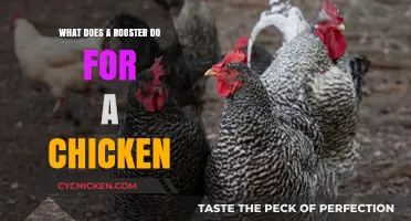 The Vital Role of a Rooster in a Chicken Flock Explained