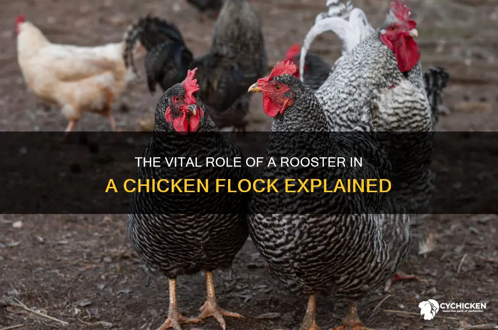 what does a rooster do for a chicken