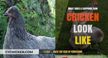Discover the Unique Beauty of Sapphire Gem Chickens