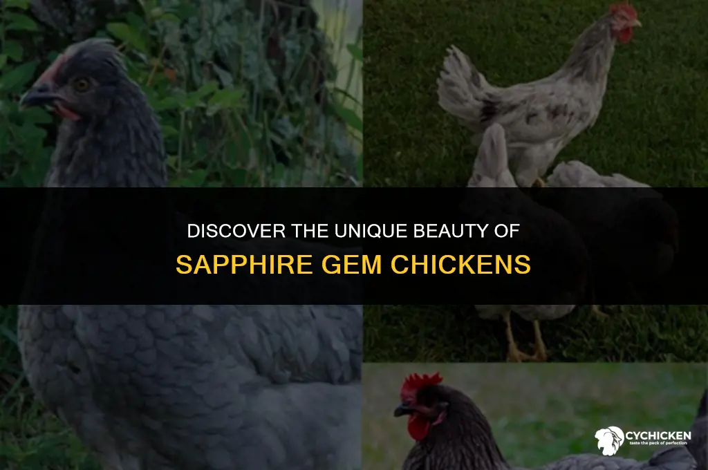 what does a sapphire gem chicken look like
