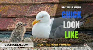 Seagull Chicks: A Glimpse into Their Adorable Appearance