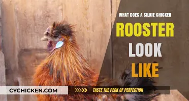 Feathered Elegance: The Unique Appearance of Silkie Chicken Roosters
