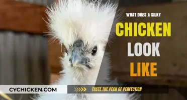 Feathered Elegance: Unveiling the Unique Silky Chicken