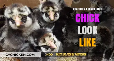 Exploring the Unique Appearance of Silver-Laced Chickens