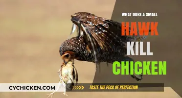 Small Hawks and Chickens: Understanding Predation Risks and Prevention Tips