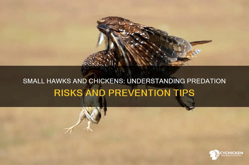 what does a small hawk kill chicken
