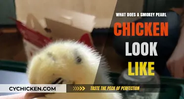 Discover the Unique Appearance of Smokey Pearl Chickens