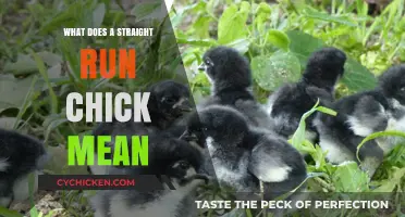 Understanding Straight Run Chicks: What It Means for Your Flock