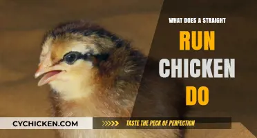 Understanding Straight Run Chickens: Roles, Behavior, and Flock Dynamics Explained