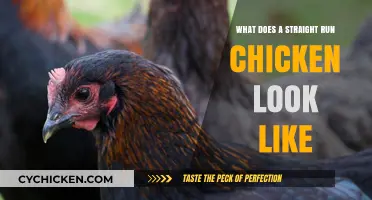 Exploring the Unique Appearance of Straight Run Chickens
